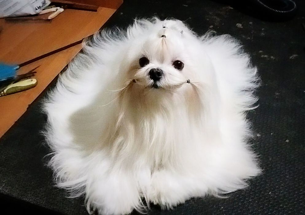 Мальчик для вязки FCI