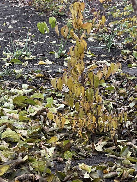 Кизил саженцы 3-4 года