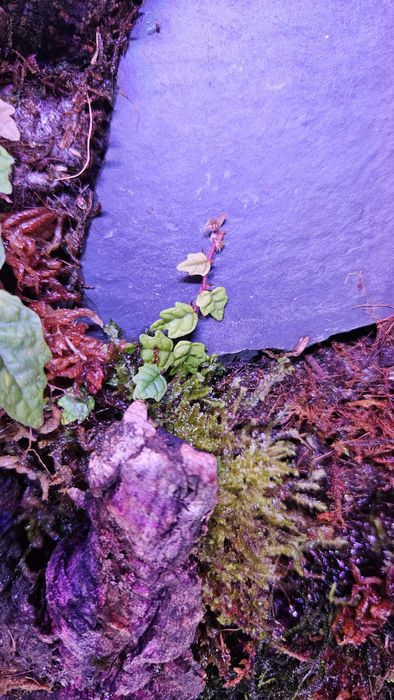 Terrarium tropikalne paludarium bioaktywne
