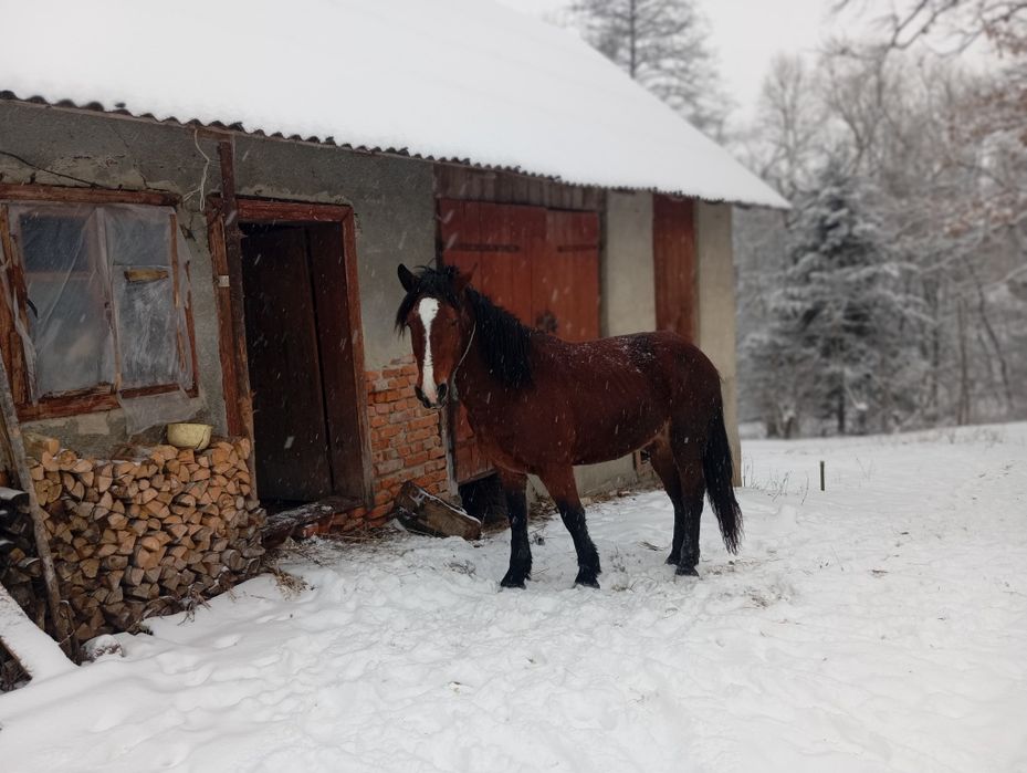 Продам жеребця вік 2.5роки спокійний
