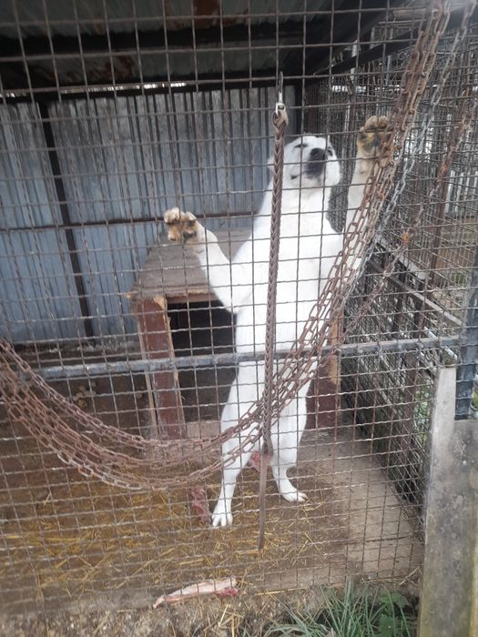 Середньоазіацбка вівчарка Алабай