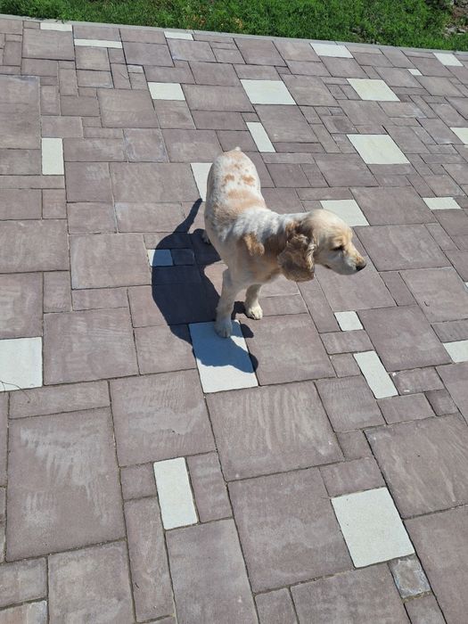 В'язка, гарний хлопчик кокер спаніель !!!