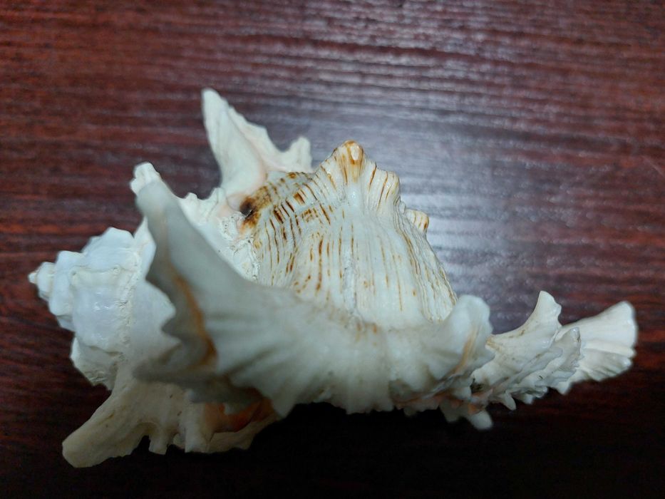 Морська ракушка  сувенірна