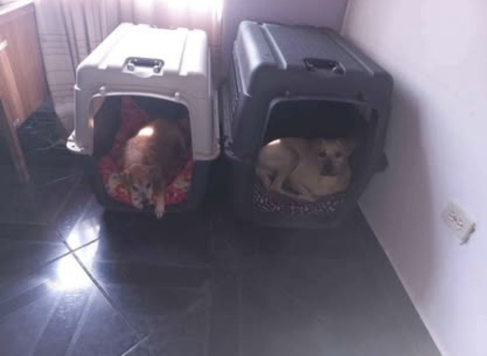Caixa de transporte para cão XL 400