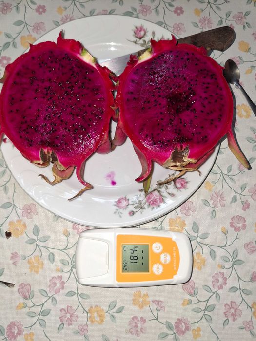 Mudas de Pitayas