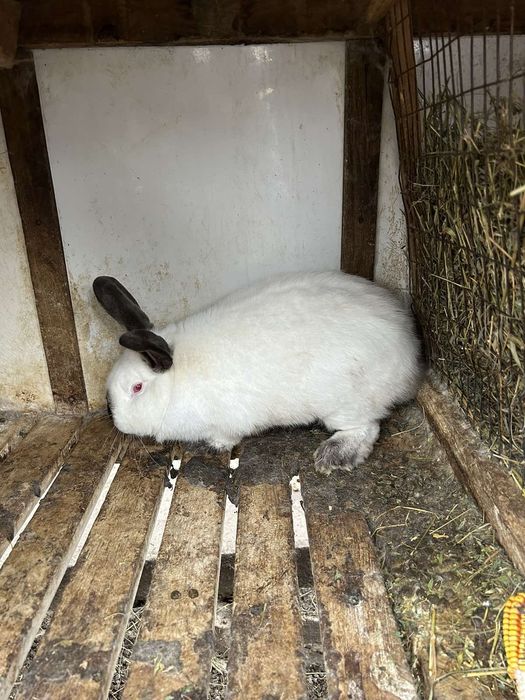 Кролики Каліфорнія