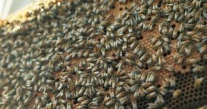 Карника пчелопакеты пчелосемьи