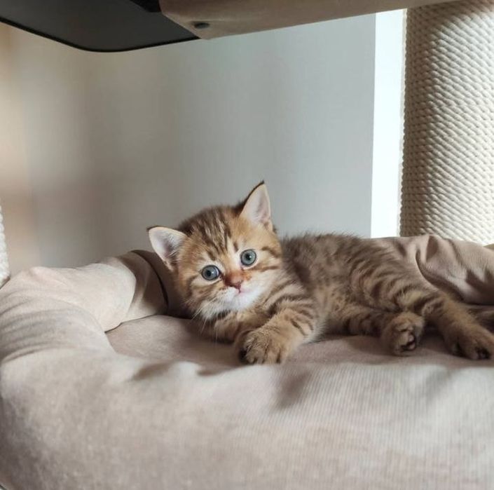 Маленький камочи счастья ждёт вас