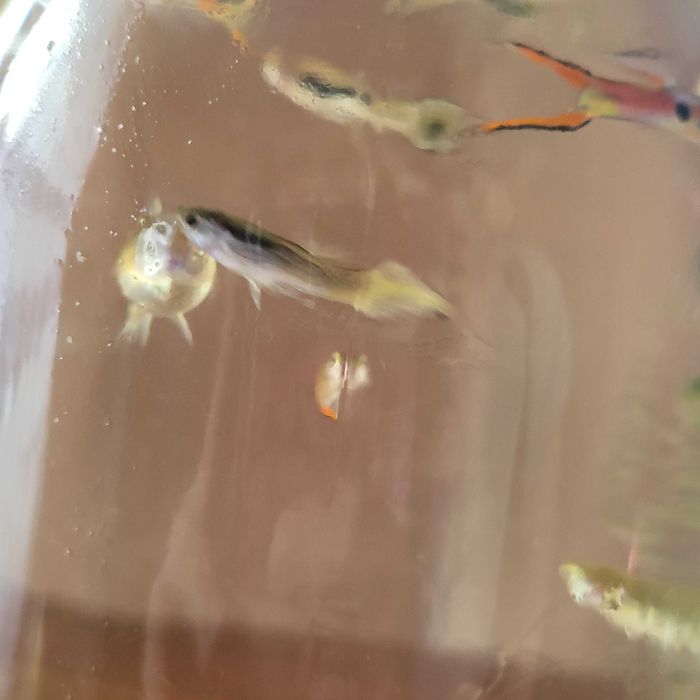 Gupiki  rybki akwariowe