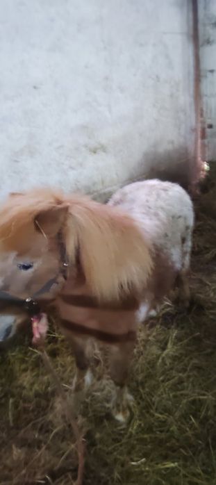 Witam sprzedam klacz kucyka