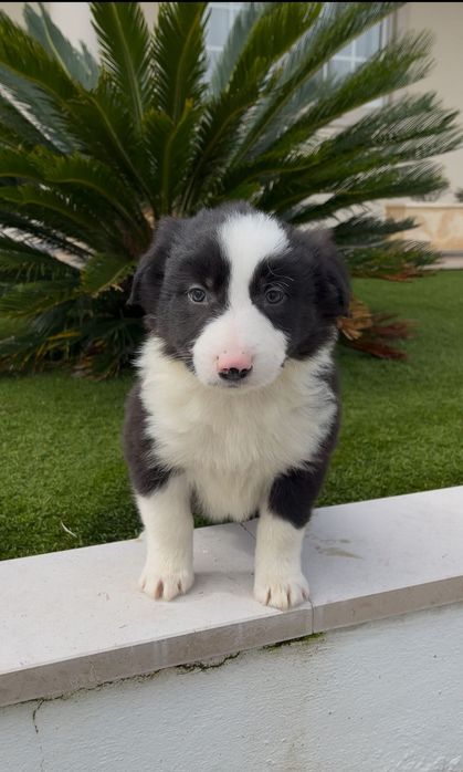 Border collie.. macho