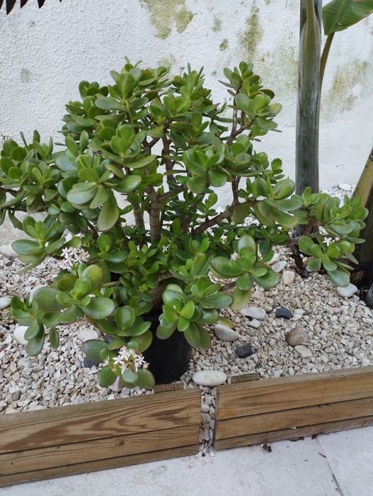 Suculenta Jade (Crassula Ovata)