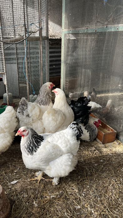 Ovos de brahama e marans