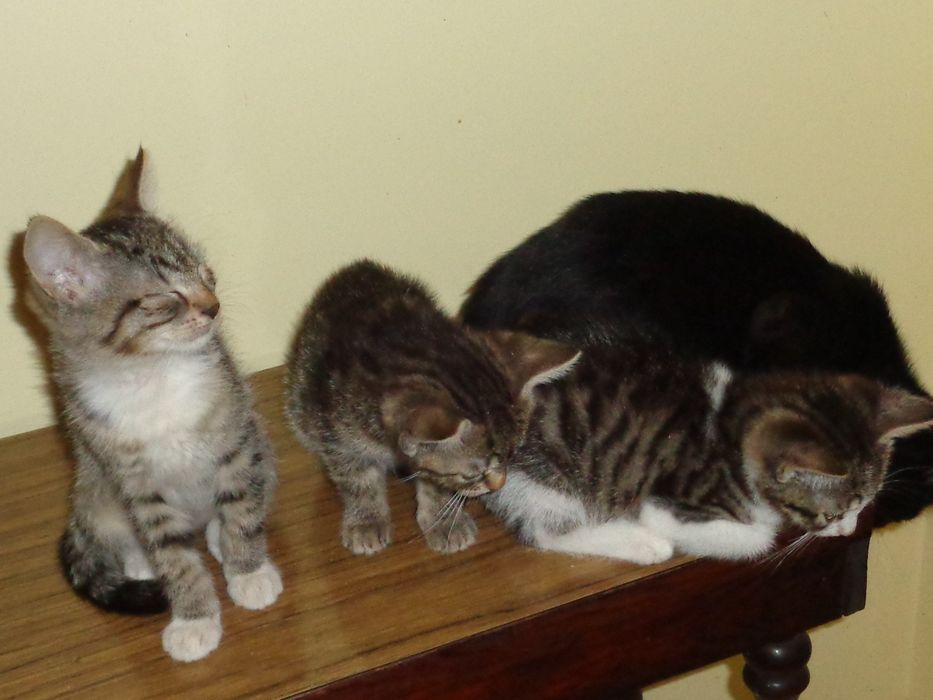 Kotki do adopcji