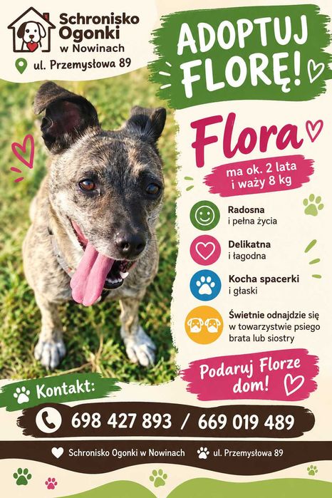 Pieski do adopcji