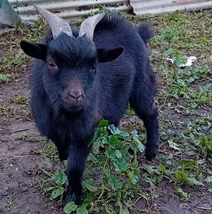 Venda de três cabras anãs macho