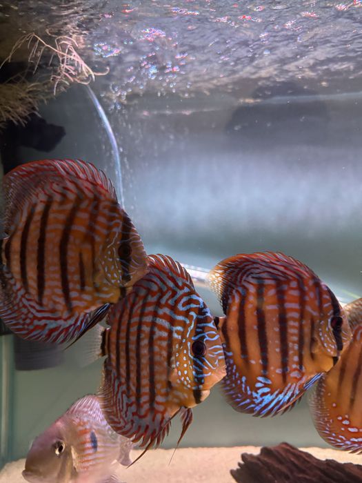Peixes Discus Saudáveis