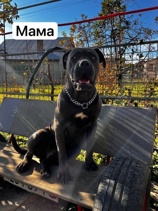 АКЦІЯ до кінця тижня!Дівчата Кане Корсо