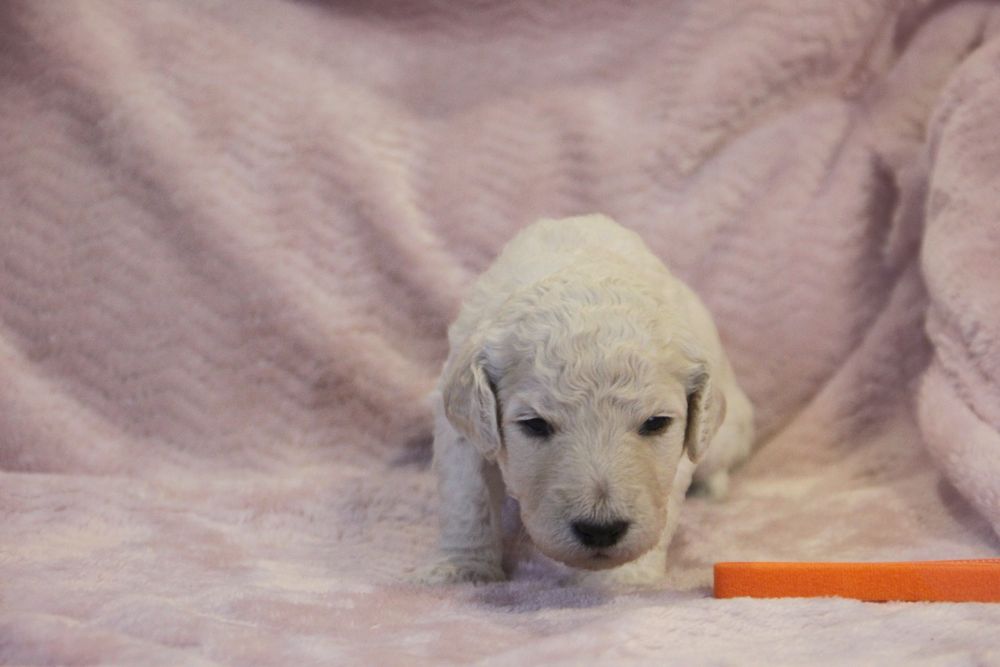Pudel królewski / Pudel duży szczenięta FCI ZKWP