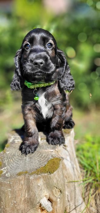 Cocker spaniel angielski gotowy do odbioru