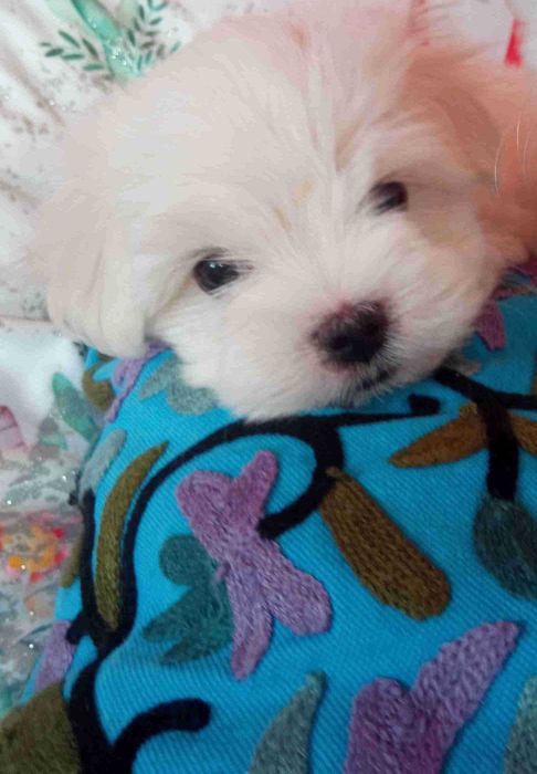 Szczeniaczki rasy Maltańczyk p. ZkWP