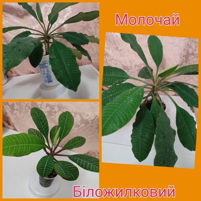 Драцены 4 сорта, молочай Миля, молочай беложилковый, гибискусы 3 сорта