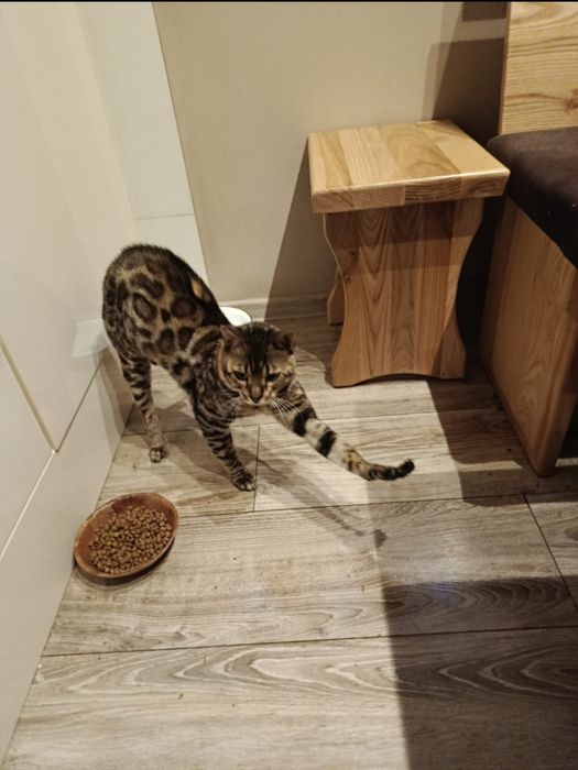 Bengalski kocurek