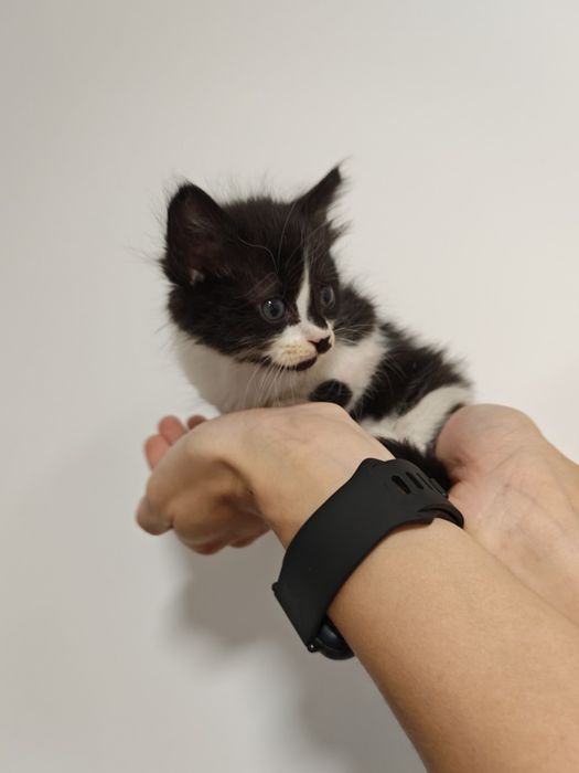 Gatinha para adoção
