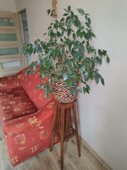 Fikus Benjamina roślina