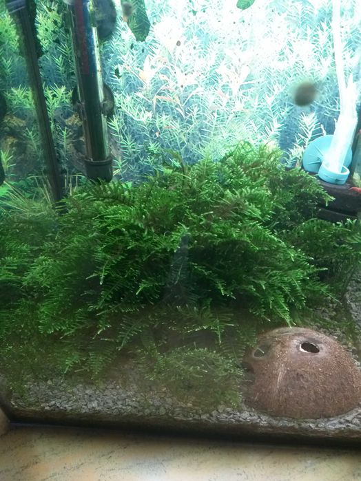 Mech  jawajski z mojego krewetkarium