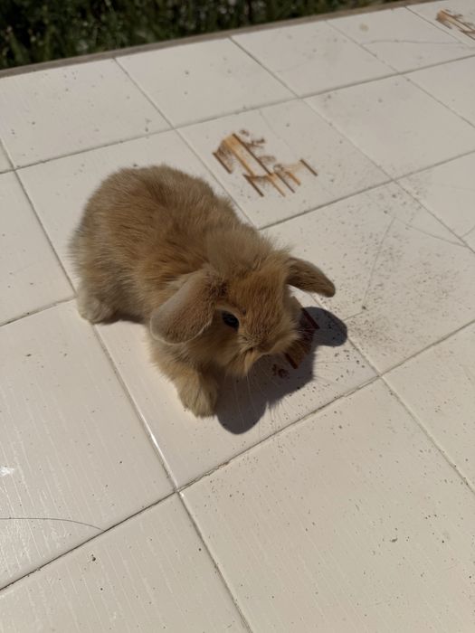 (1)Vendo bebé coelho raça mini loop (Orelhudo) e mini Lion