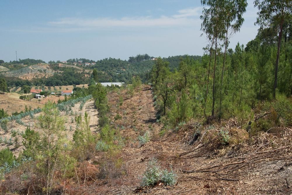 Vendo 5600 m2 em Abrantes
