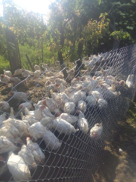 Курка, кура Леггорн