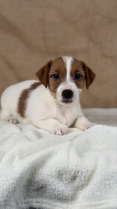 Suczka Jack Russell terrier ZKWP/FCI szorstkowłosa / odbior lipiec