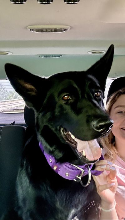 Перевозка животных котов собак по Украине Европе перевезення тварин