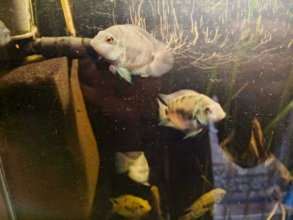 Рибки Платинового папуги