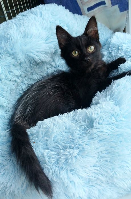 Уникальный котенок-барсук мальчик ищет дом! Котята в хорошие руки!