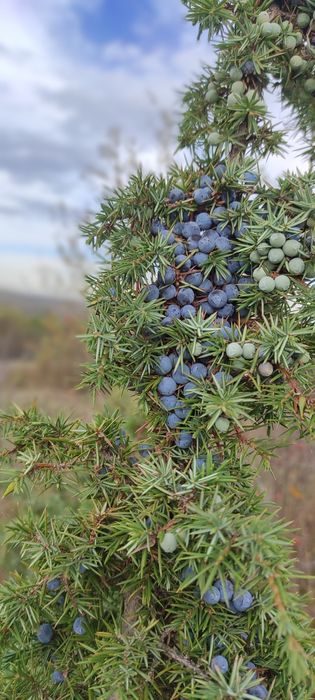 Ялівець лікувальна ягода