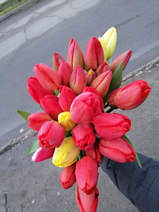 Цибулини, червоних великоквіткових  тюльпанів