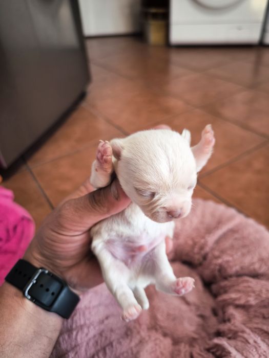Macho creme  chihuahua