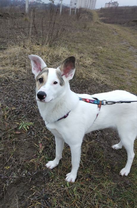 В добрі руки собаки. М. Хмельницькийй