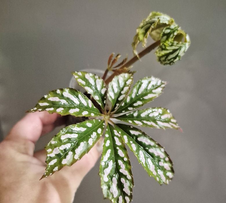 Колекційні бегоніі