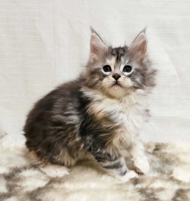 Мейн-кун дівчинка Орхідея з документами