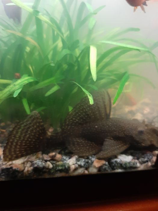 Сомики антситруси