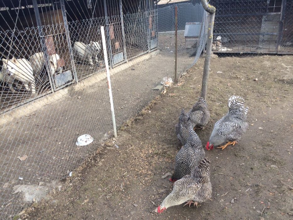 Кури амрокс