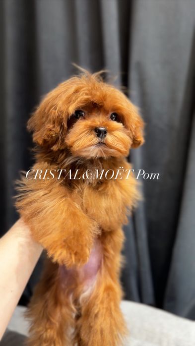 Эксклюзивный Мальчик Кавапу(мальтипу)Китай,супермини!6месяцев-1кг