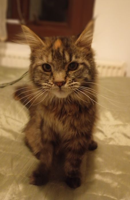 Kotka Maine Coon - Chrupka