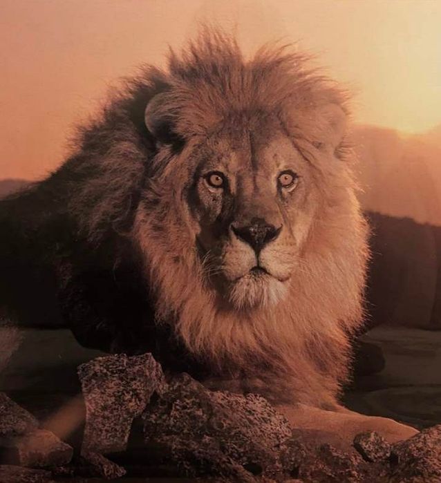 Продам картину Лев