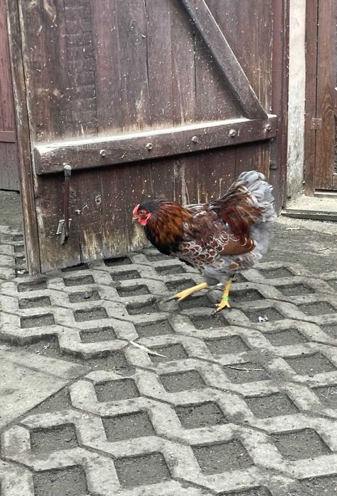 koguty wyandotte miniaturowe (wyandotty)