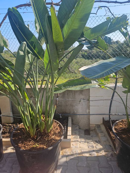 Vaso de Estrelícias